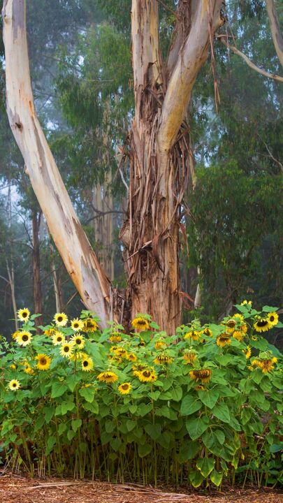 Bl&uuml;tenreiches Fu&szlig;volk