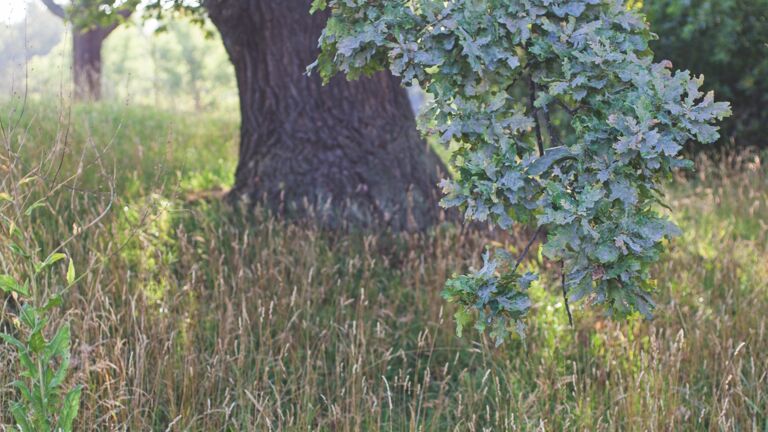 Das Experiment von Rosendal, Stockholm